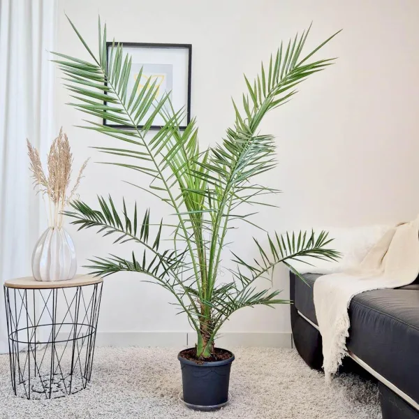 Daktylowiec kanaryjski (Phoenix canariensis) 140cm