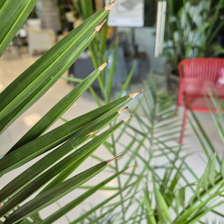 Daktylowiec kanaryjski (Phoenix canariensis) 140cm