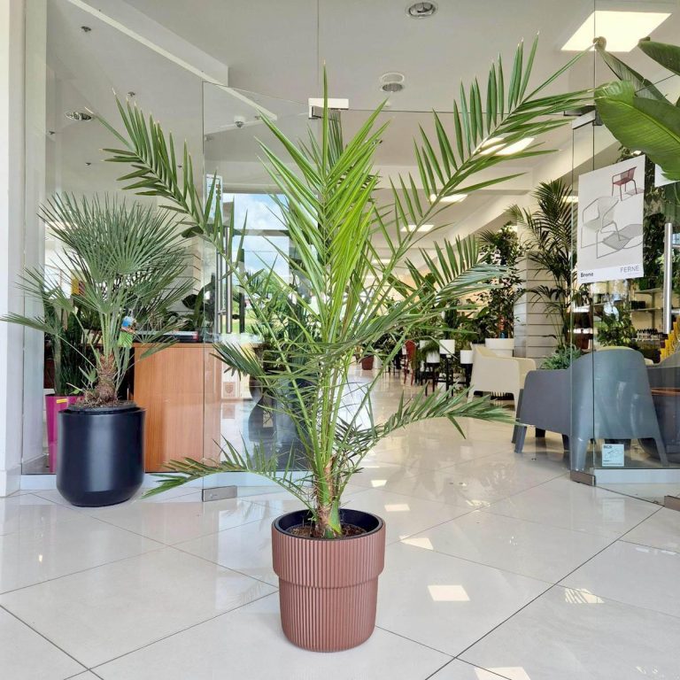 Daktylowiec kanaryjski (Phoenix canariensis) 140cm