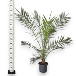 Daktylowiec kanaryjski (Phoenix canariensis) 140cm