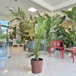 Daktylowiec kanaryjski (Phoenix canariensis) 140cm