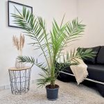 Daktylowiec kanaryjski (Phoenix canariensis) 140cm