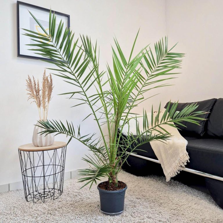 Daktylowiec kanaryjski (Phoenix canariensis) 140cm