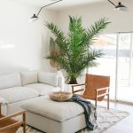 Daktylowiec kanaryjski (Phoenix canariensis) 180cm