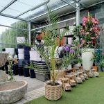 Daktylowiec kanaryjski (Phoenix canariensis) 150cm