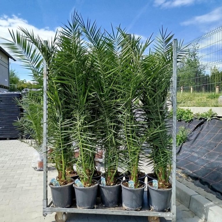 Daktylowiec kanaryjski (Phoenix canariensis) 180cm