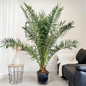 Daktylowiec kanaryjski (Phoenix canariensis) 200cm
