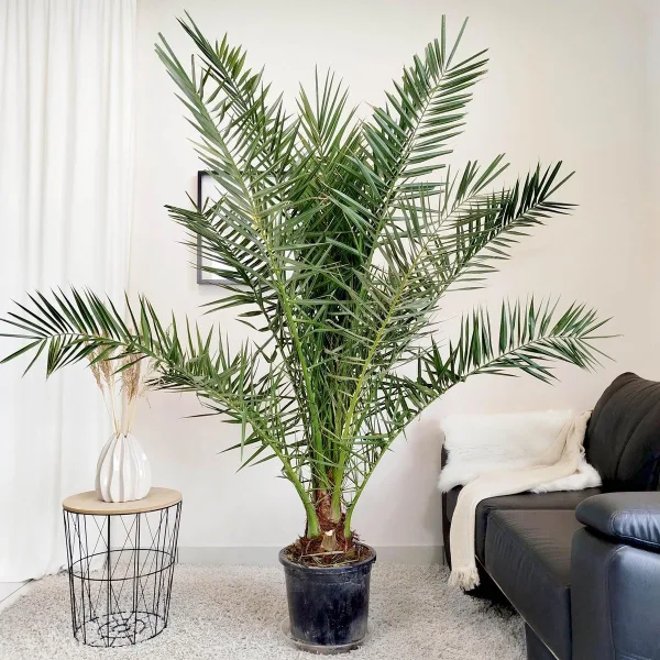 Daktylowiec kanaryjski (Phoenix canariensis) 200cm