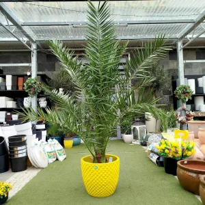 Daktylowiec kanaryjski (Phoenix canariensis) 200cm