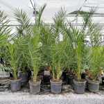 Daktylowiec kanaryjski (Phoenix canariensis) 150cm