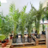 Daktylowiec kanaryjski (Phoenix canariensis) 160-180cm