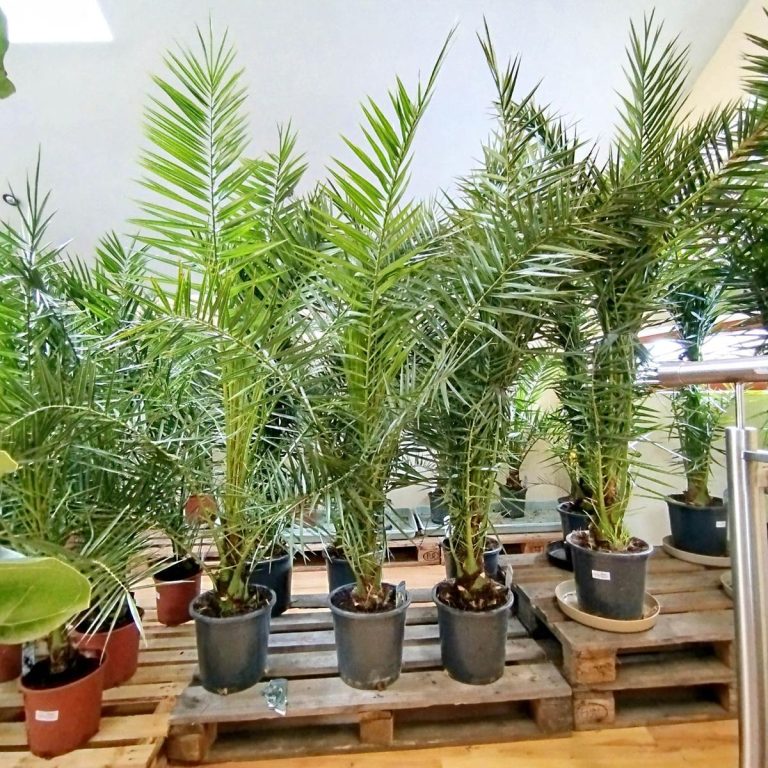 Daktylowiec kanaryjski (Phoenix canariensis) 180cm