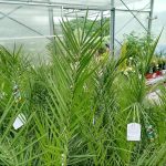 Daktylowiec kanaryjski (Phoenix canariensis) 150cm