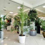 Daktylowiec kanaryjski (Phoenix canariensis) 180cm