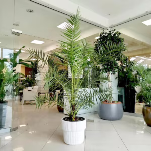 Daktylowiec kanaryjski (Phoenix canariensis) 160-180cm
