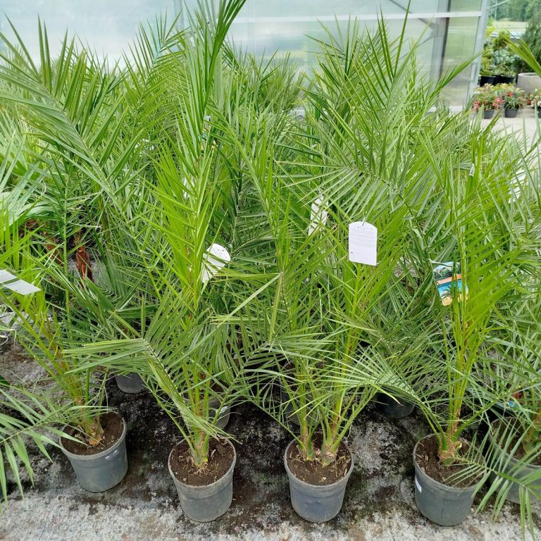 Daktylowiec kanaryjski (Phoenix canariensis) 150cm