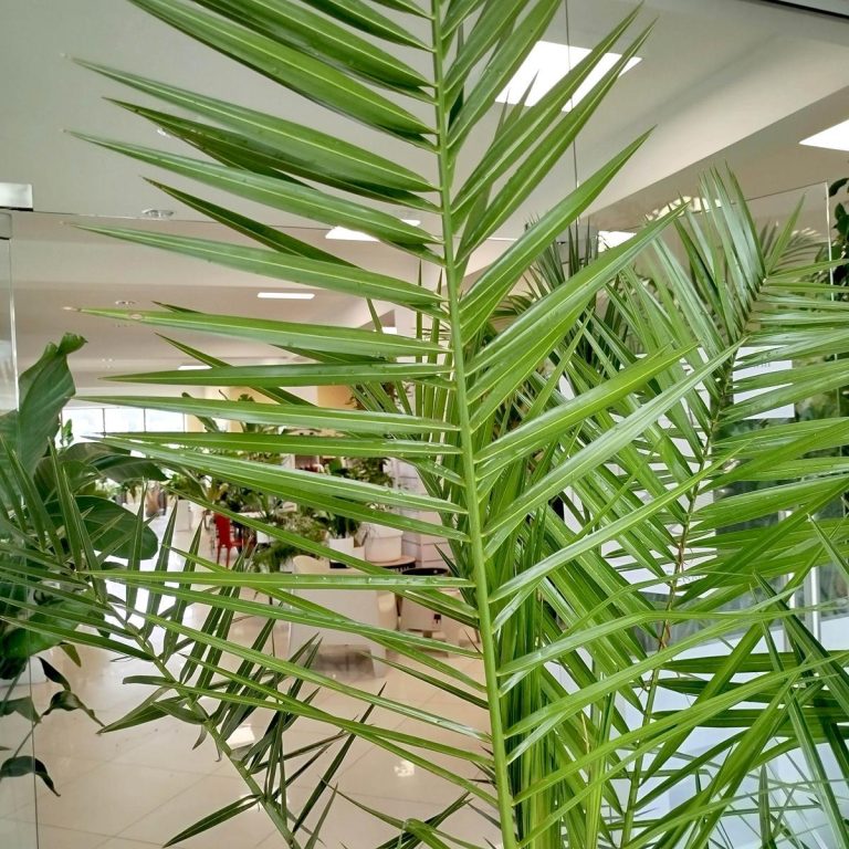 Daktylowiec kanaryjski (Phoenix canariensis) 180cm