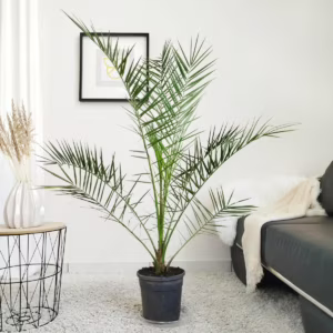 Daktylowiec kanaryjski (Phoenix canariensis) 150cm