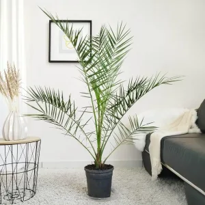 Daktylowiec kanaryjski (Phoenix canariensis) 150cm