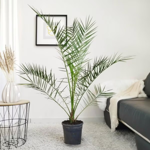 Daktylowiec kanaryjski (Phoenix canariensis) 140-150cm