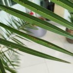 Daktylowiec kanaryjski (Phoenix canariensis) 180cm