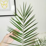 Daktylowiec kanaryjski (Phoenix canariensis) 150cm