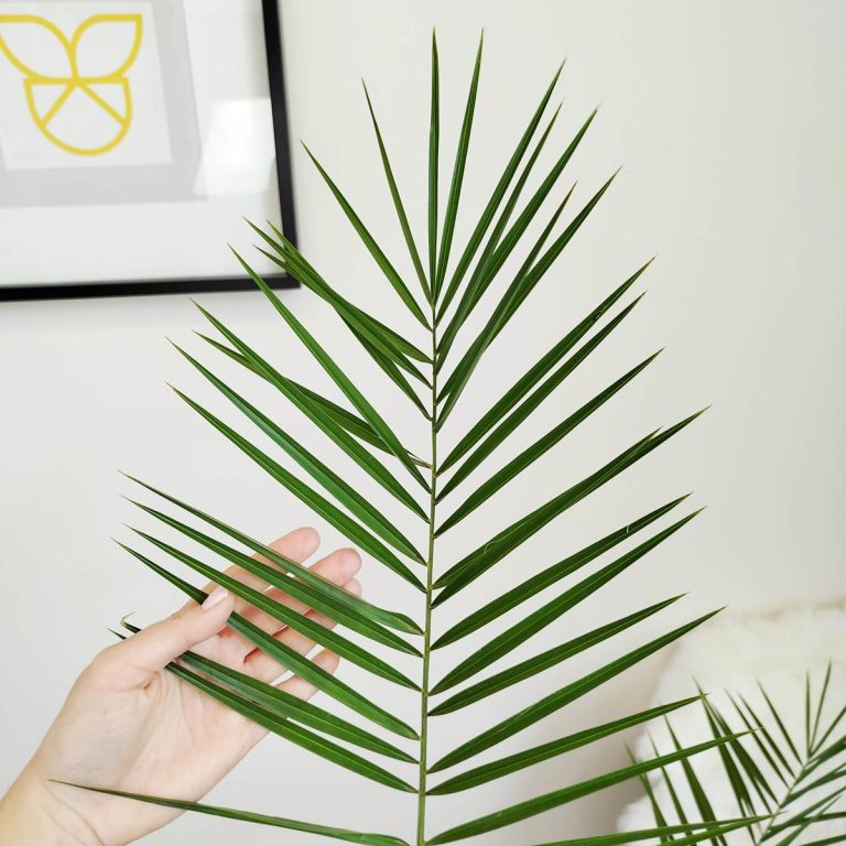 Daktylowiec kanaryjski (Phoenix canariensis) 150cm