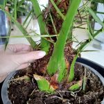 Daktylowiec kanaryjski (Phoenix canariensis) 180cm