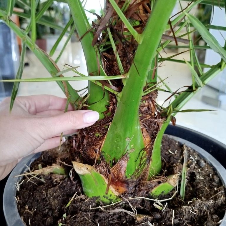 Daktylowiec kanaryjski (Phoenix canariensis) 180cm