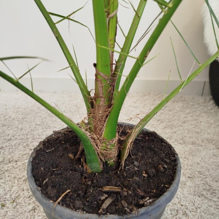 Daktylowiec kanaryjski (Phoenix canariensis) 150cm