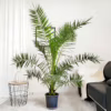 Daktylowiec kanaryjski (Phoenix canariensis) 160-180cm