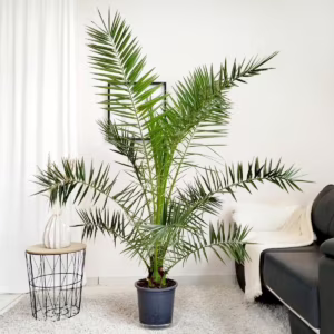 Daktylowiec kanaryjski (Phoenix canariensis) 160-180cm