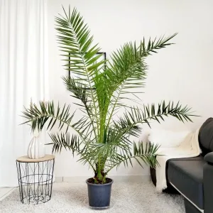 Daktylowiec kanaryjski (Phoenix canariensis) 180cm