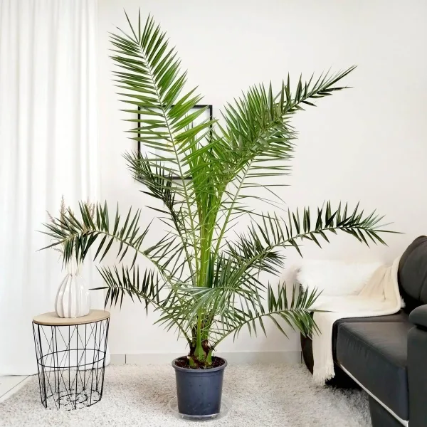 Daktylowiec kanaryjski (Phoenix canariensis) 180cm