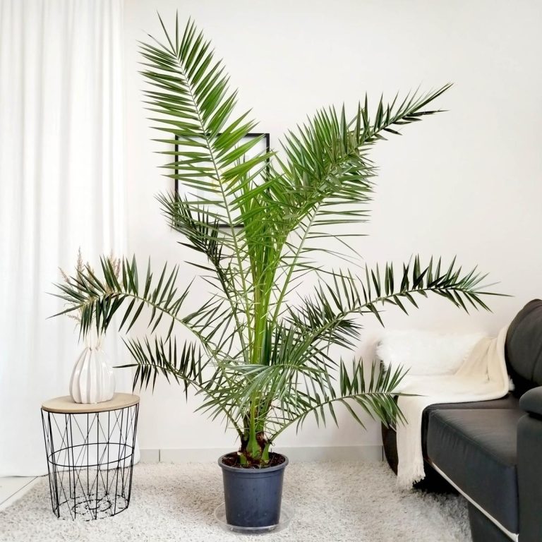 Daktylowiec kanaryjski (Phoenix canariensis) 180cm