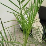 Daktylowiec kanaryjski (Phoenix canariensis) 150cm