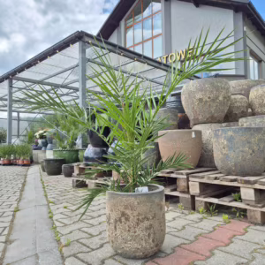 Daktylowiec kanaryjski (Phoenix canariensis) 90-110cm