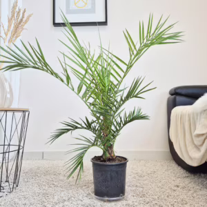 Daktylowiec kanaryjski (Phoenix canariensis) 90-110cm