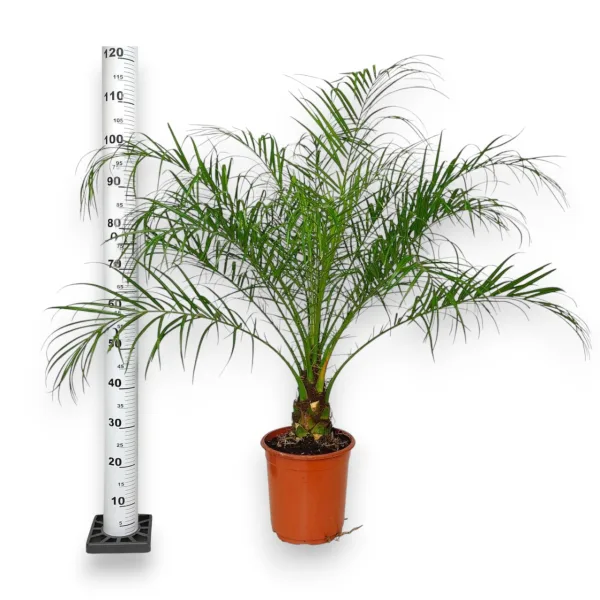 Daktylowiec niski (Phoenix roebelenii) 110cm