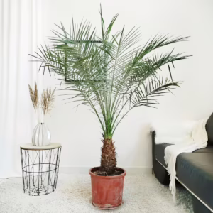 Daktylowiec niski (Phoenix roebelenii) 160cm