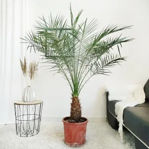 Daktylowiec niski (Phoenix roebelenii) 160cm