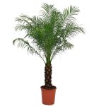 Daktylowiec niski (Phoenix roebelenii) 140cm