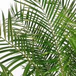 Daktylowiec niski (Phoenix roebelenii) 140cm