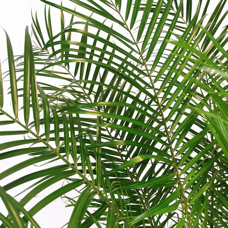 Daktylowiec niski (Phoenix roebelenii) 140cm