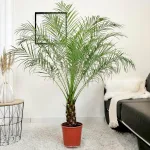 Daktylowiec niski (Phoenix roebelenii) 140cm