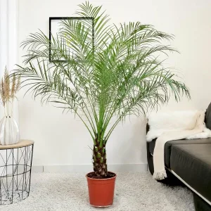 Daktylowiec niski (Phoenix roebelenii) 140cm