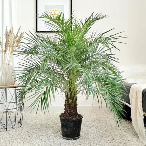 Daktylowiec niski (Phoenix roebelenii) 110cm