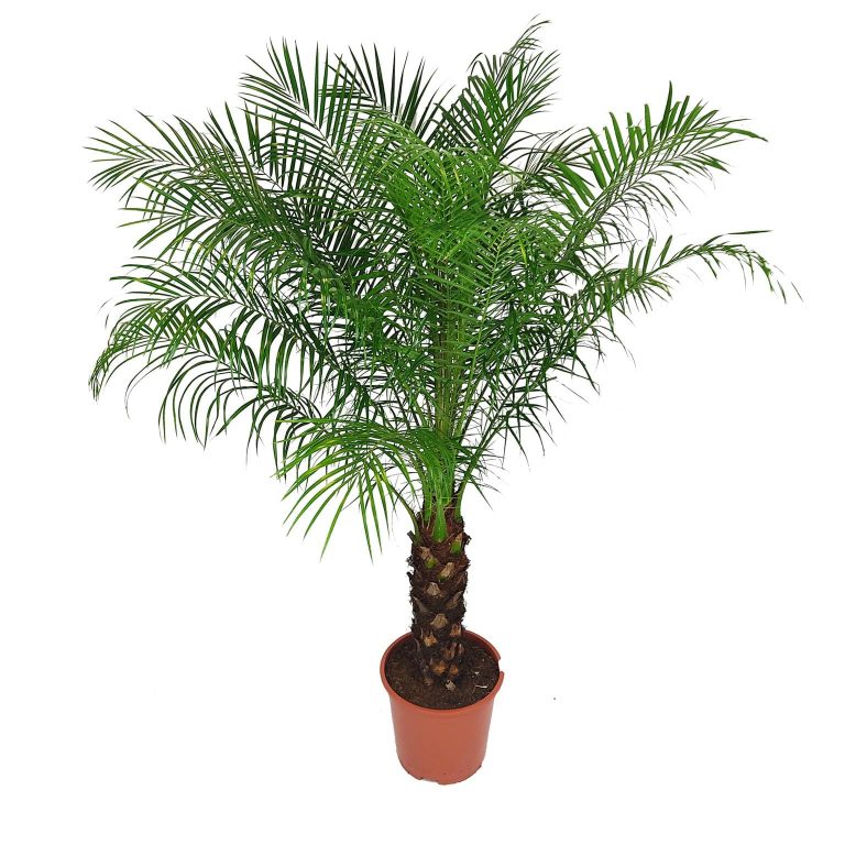 Daktylowiec niski (Phoenix roebelenii) 140cm