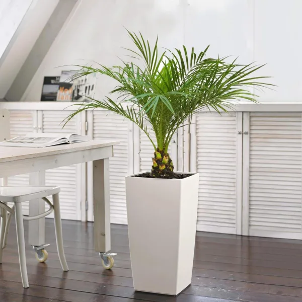 Daktylowiec niski (Phoenix roebelenii) 110cm