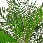 Daktylowiec niski (Phoenix roebelenii) 140cm